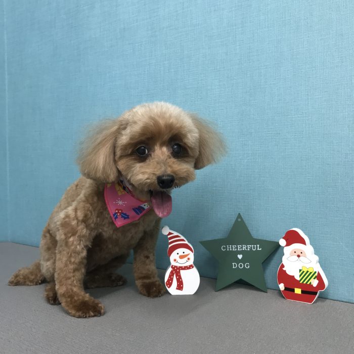 しょこらちゃん（トイプードル）