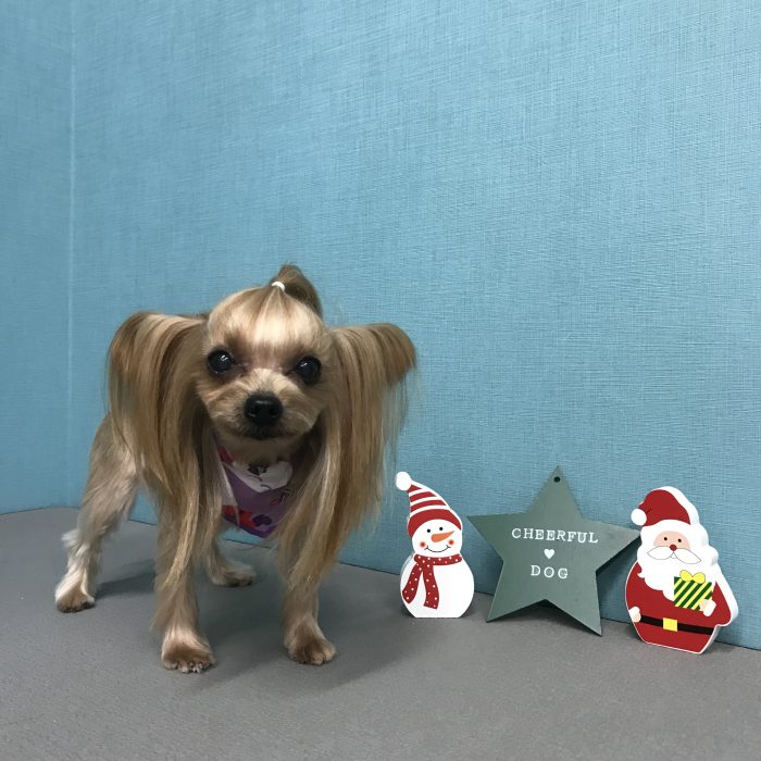 ここあちゃん（ヨーキー）