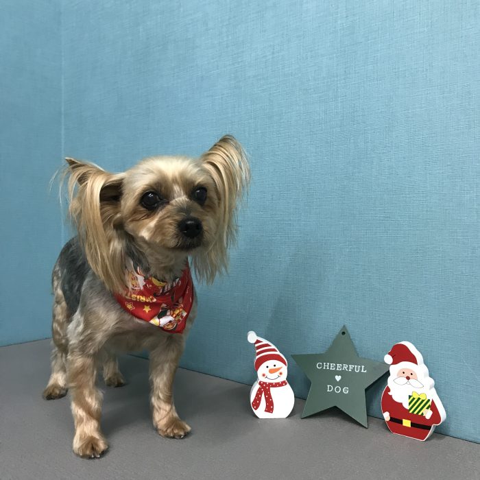 ちょこちゃん（ヨーキー）