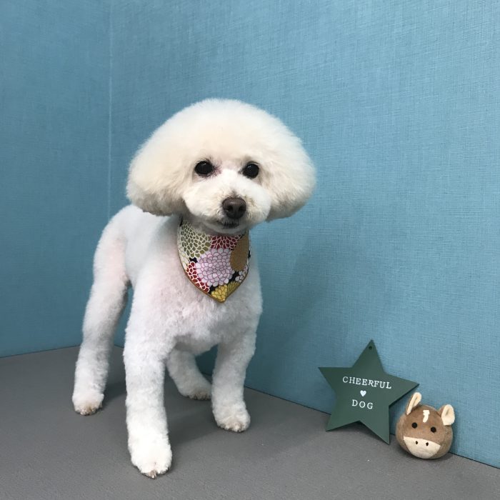 にこちゃん（トイプードル）