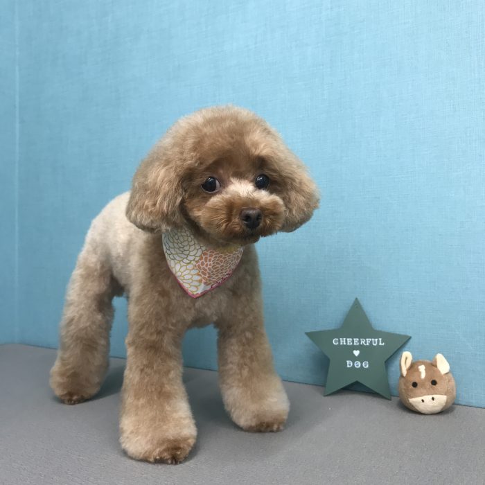 さくらちゃん（トイプードル）