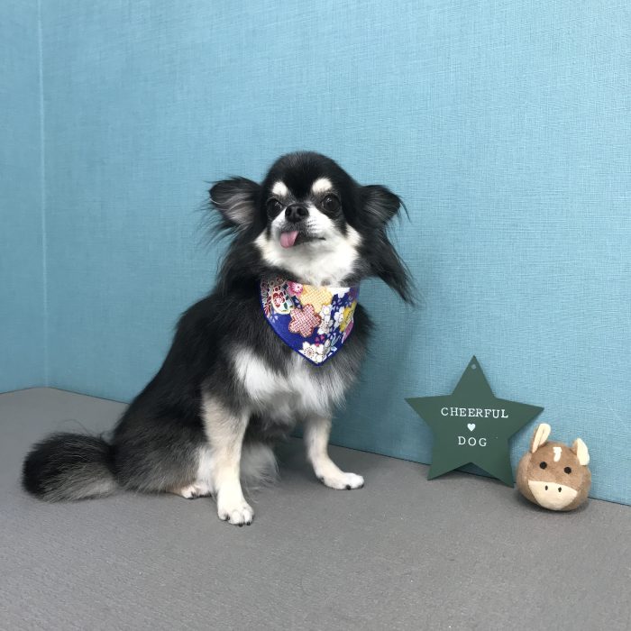 七星ちゃん（チワワ）