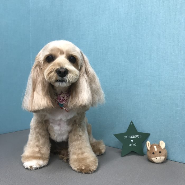 ラテちゃん（ミックス）