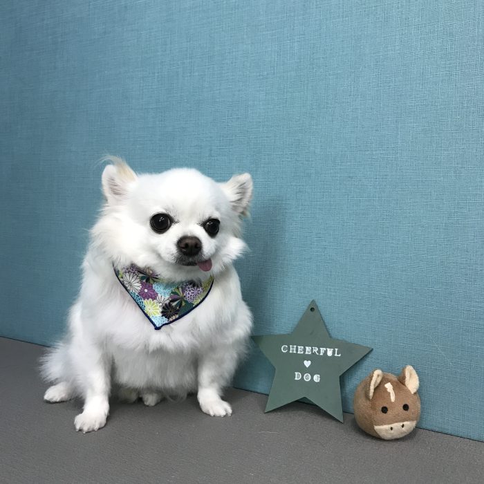 シューくん（チワワ）