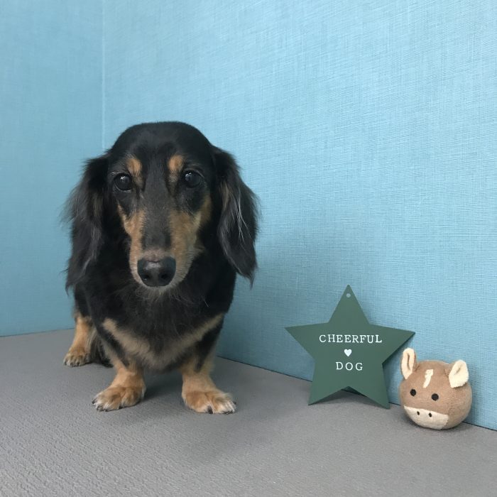 ももちゃん（ダックス）