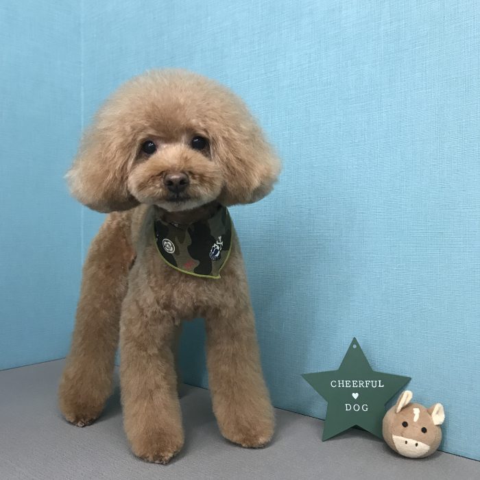 シェリくん（トイプードル）