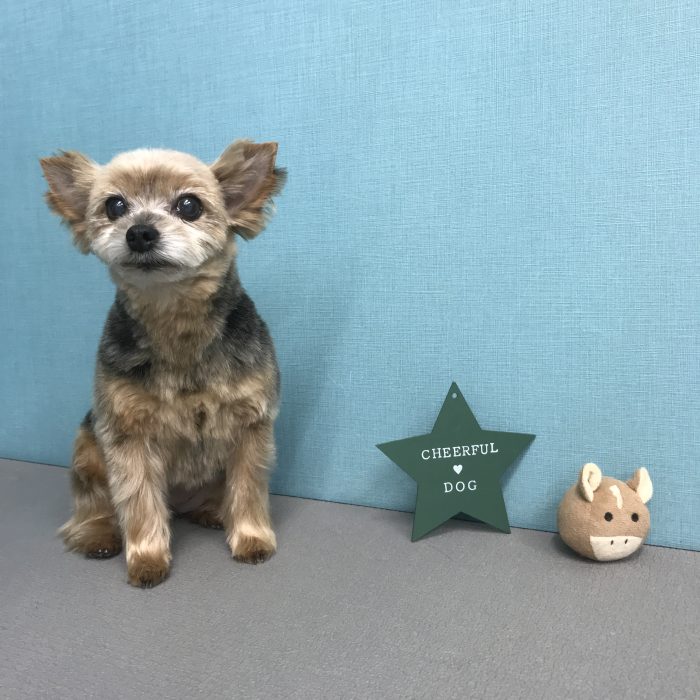 ころんちゃん（ヨーキー）