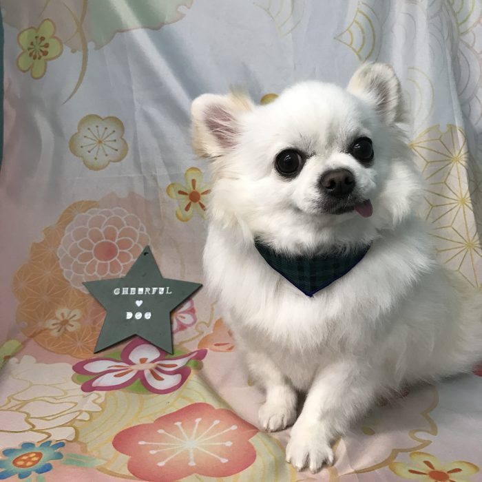 シューくん（チワワ）