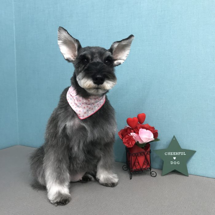 ＭＥＬちゃん（シュナウザー）