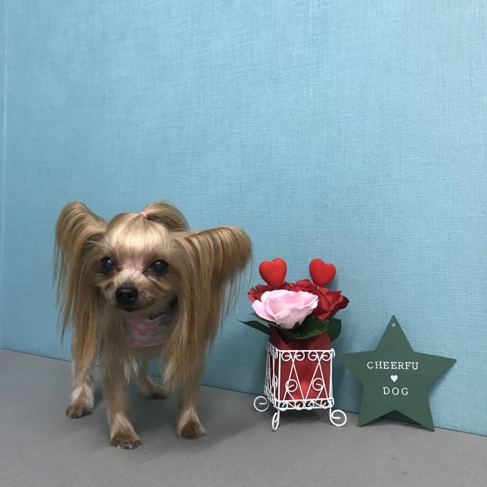 ここあちゃん（ヨーキー）