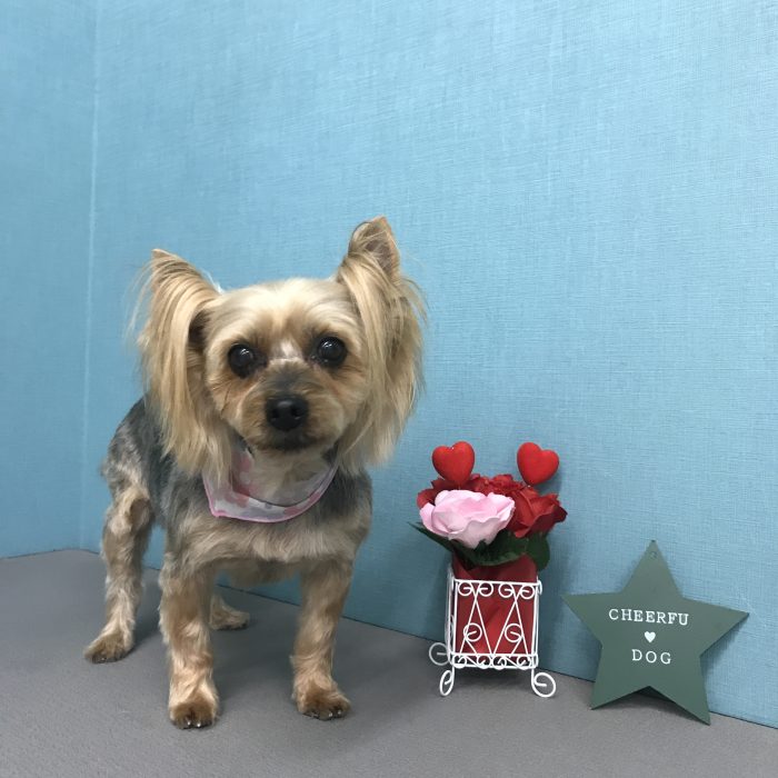 ちょこちゃん（ヨーキー）