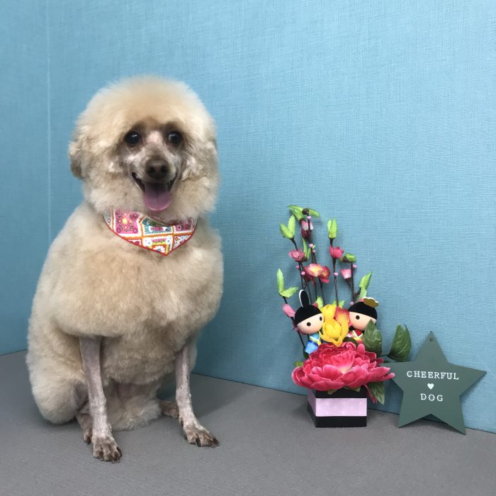 ひなこちゃん（トイプードル）