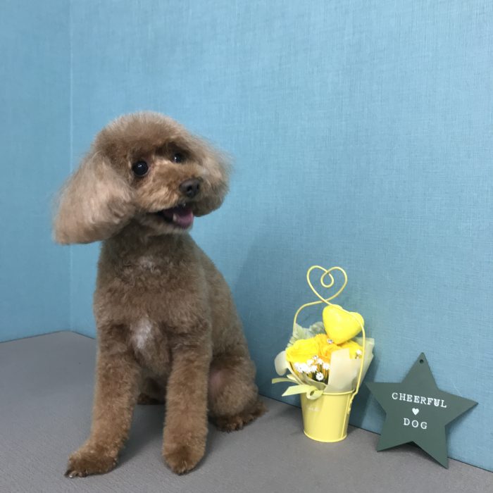 そらくん（トイプードル）