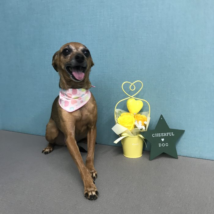 しゅなちゃん（ミックス）