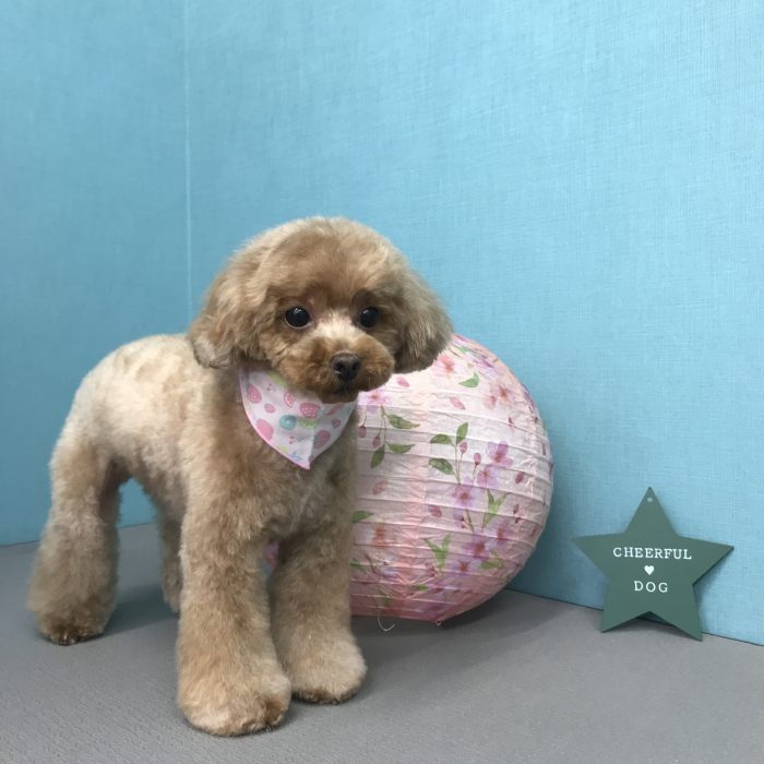 さくらちゃん（トイプードル）