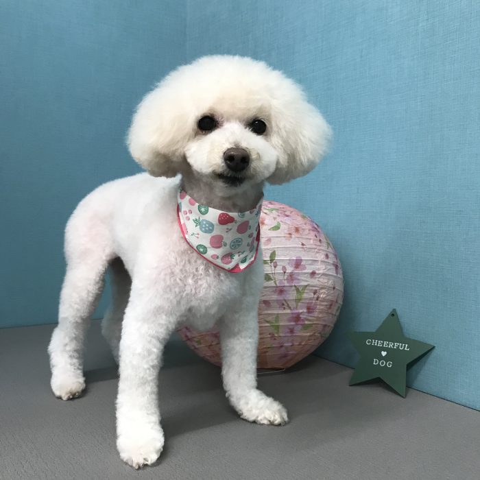 にこちゃん（トイプードル）