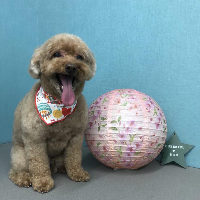 寺西　ここちゃん