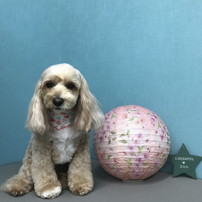 ラテちゃん（ミックス）