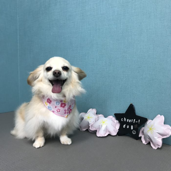 相坂　チャビちゃん