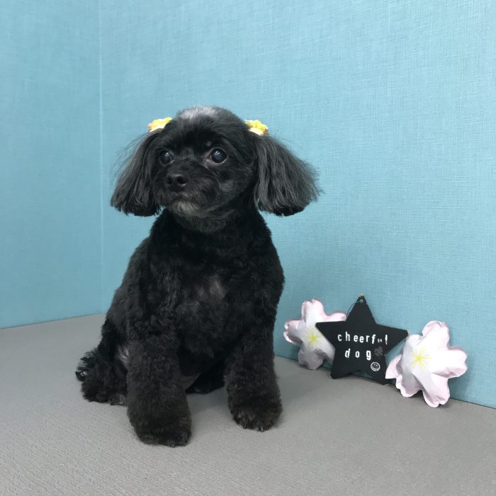 チョコちゃん（チワプー）