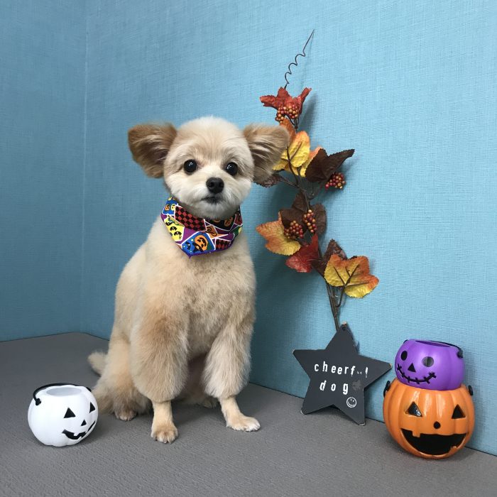 もなかちゃん（ポメプー）