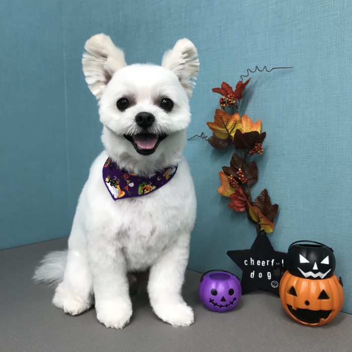 東原　てんくん