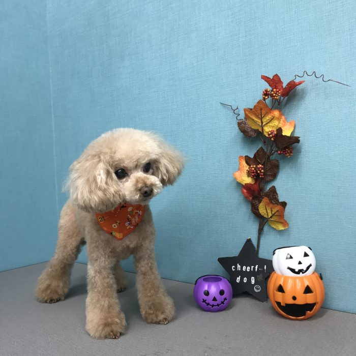 楠　ＣｏＣｏちゃん