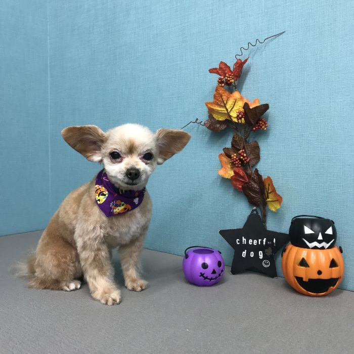 能勢　ピットくん