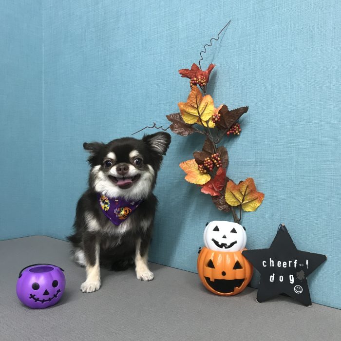 ちょこちゃん（チワワ）