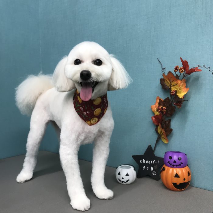 ひなちゃん（ポメプー）