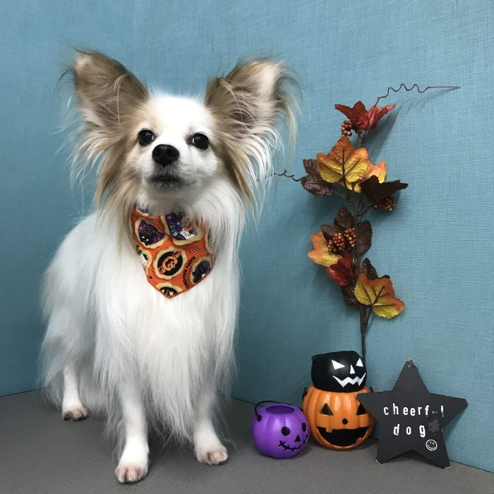 ルーくん（パピヨン）