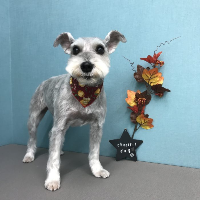 まりんちゃん（シュナウザー）