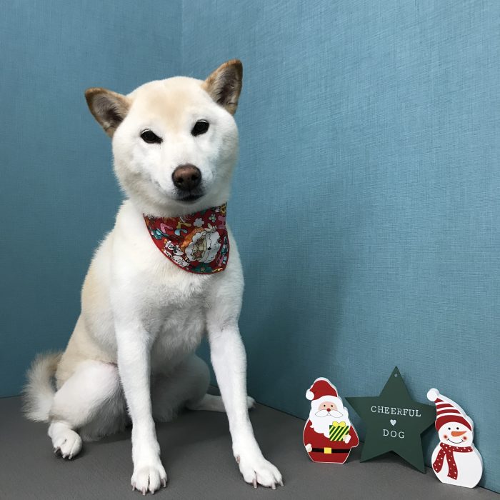 西野　コメちゃん