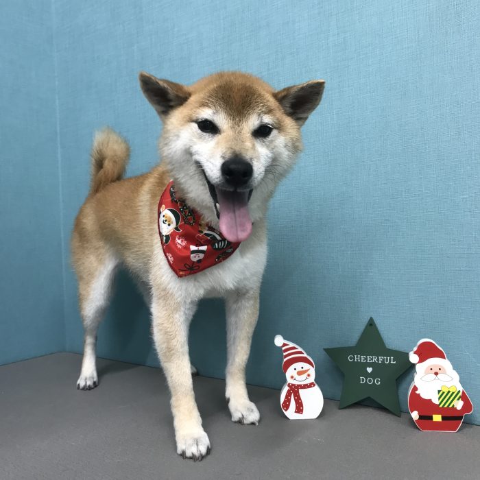 さつきちゃん（柴犬）