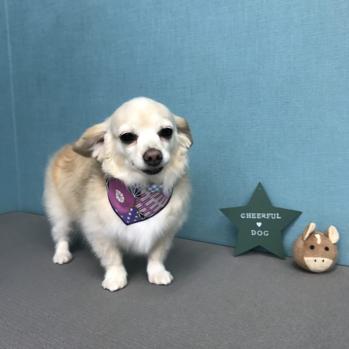 相坂　チャビちゃん