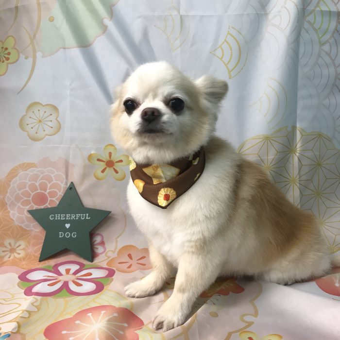 ＣＯＣＯくん（チワワ）