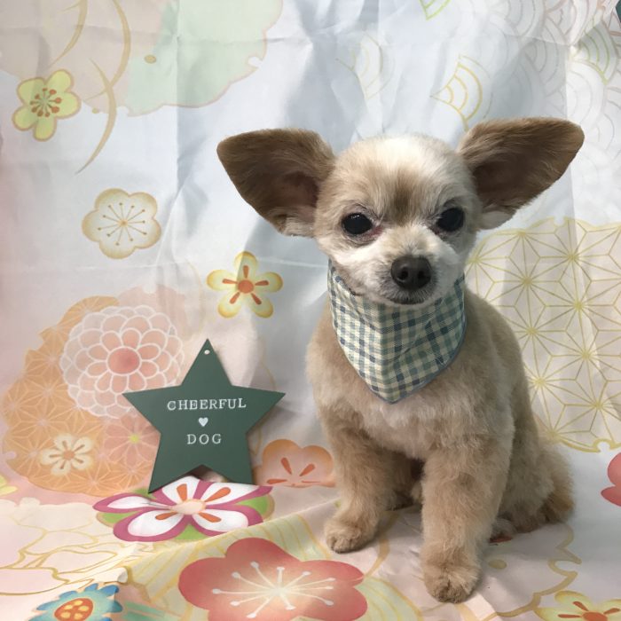 能勢　ピットくん