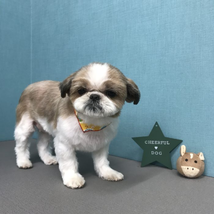 マメちゃん（シーズー）