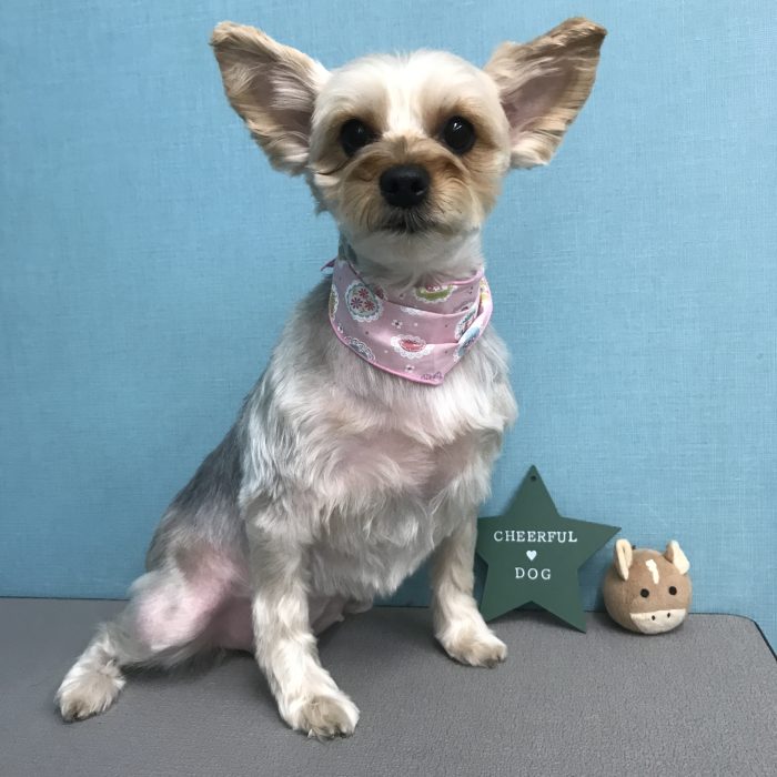 レイちゃん（ヨーキー）