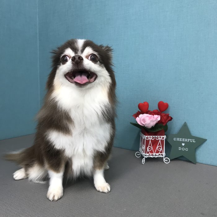 ロビンくん（チワワ）