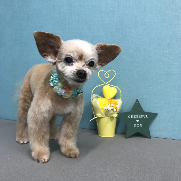 能勢　ピットくん