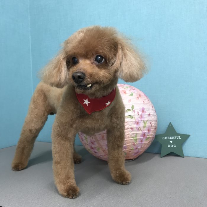 そらくん（トイプードル）