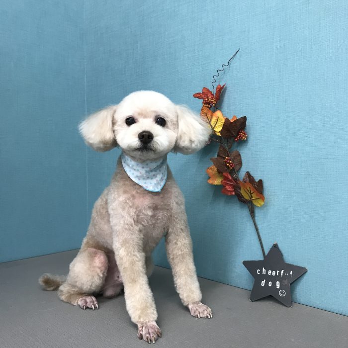 良くん（トイプードル）