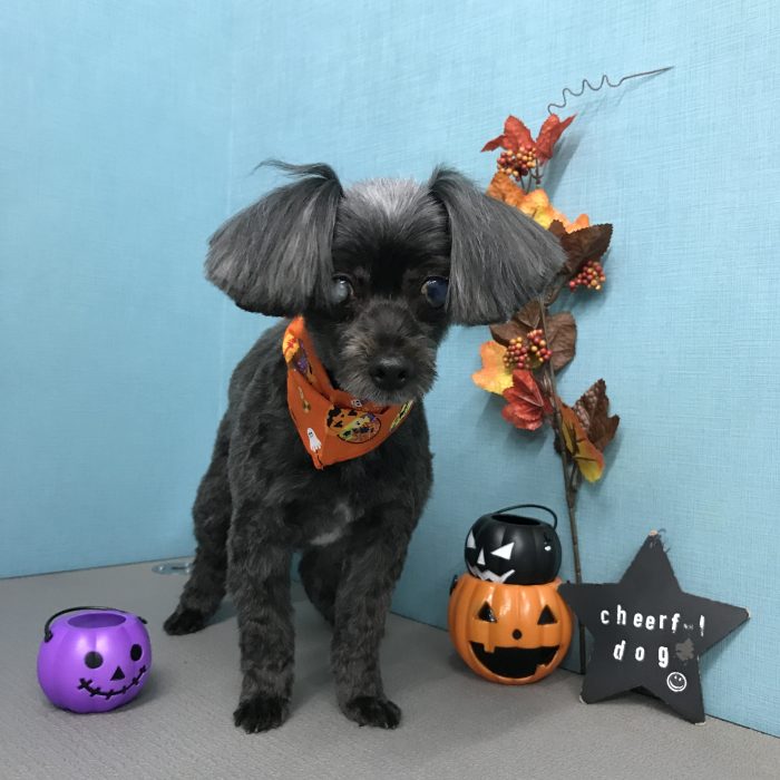 吉村　ココちゃん