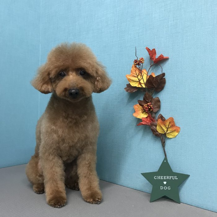 チョコちゃん（トイプードル）