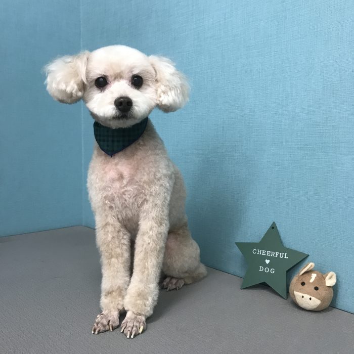 良くん（トイプードル）