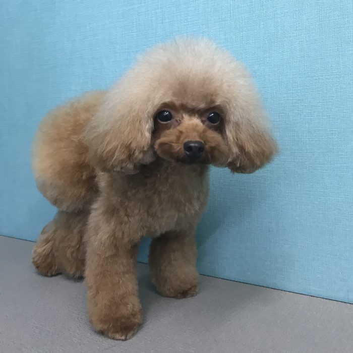 うさちゃん