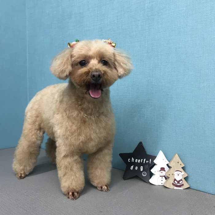 アマンダちゃん（トイプードル）