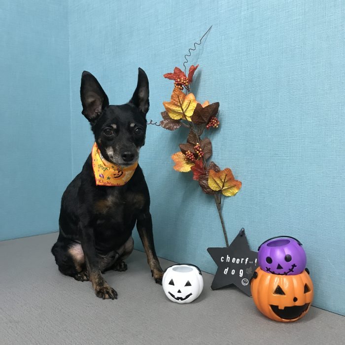 吉本　アッシュくん