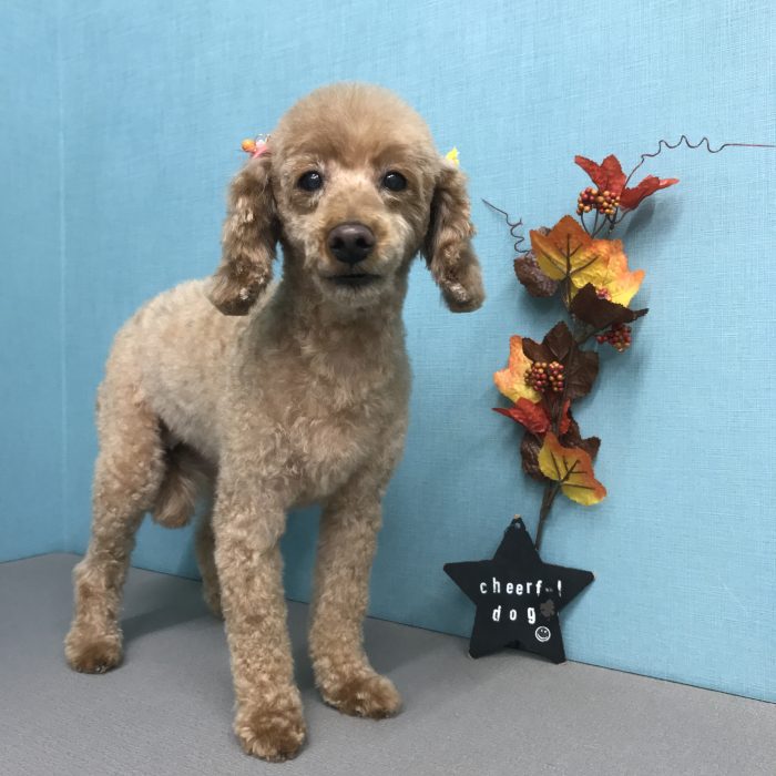 荒木　きなこちゃん